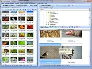 Fotoverwaltung Software